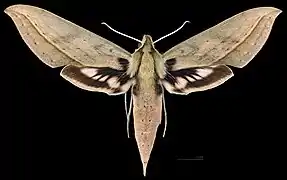 Female dorsal