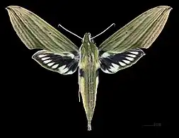 Female dorsal view