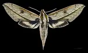 Female dorsal