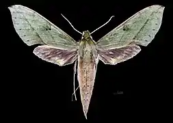 Female dorsal