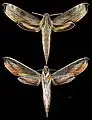 Xylophanes haxairei