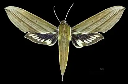 Female dorsal