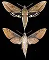 Xylophanes sarae