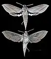 Xylophanes suana