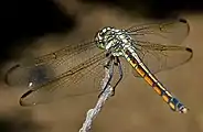 Female from behind