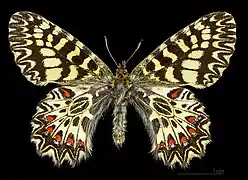 Male