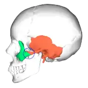 Zygomaticotemporal suture (blue circle) and position of two bones. &nbsp;&nbsp;Zygomatic bone&nbsp;&nbsp;Temporal bone