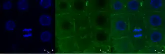 Green signal from anti-tubulin antibody conjugated with Alexa Fluor 488) and nuclei (blue signal from DNA stained with DAPI) in root meristem cells 4-day-old Arabidopsis thaliana (Col-0). Scale bar: 5&nbsp;um.