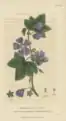 Malva sylvestris