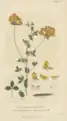 Lotus corniculatus