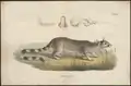 Bassaris astuta print from Iconographia Zoologica (1700–1880)