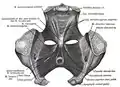Pelvic region showing m. rectococcygeus.